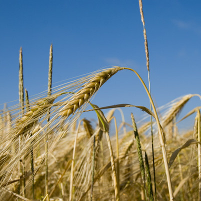 Gerste, Getreide, Feld, Stroh